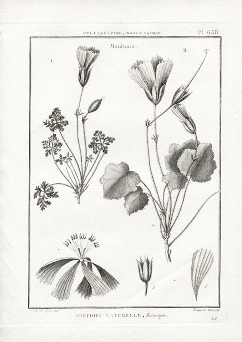 Set of Four Botanical Engravings after Jacques de Sève