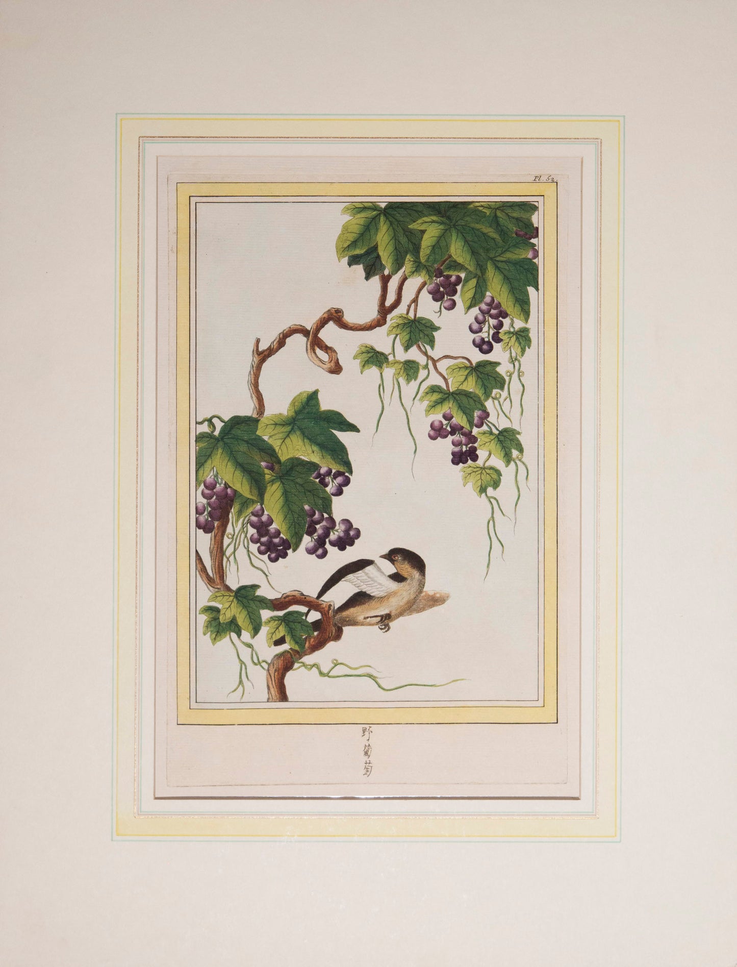 Twelve 18th Century Botanical Engravings, P.J. Buchoz