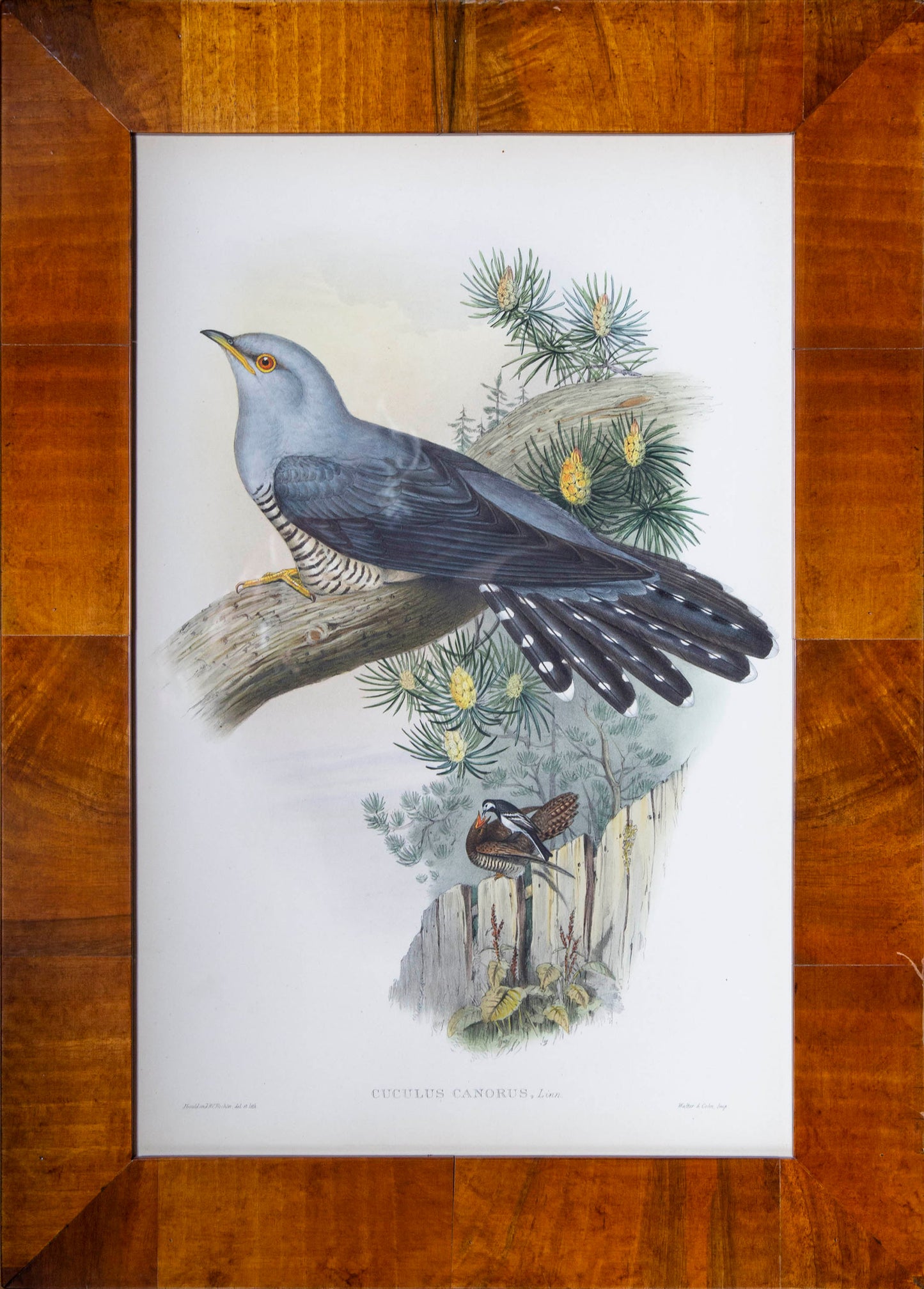 Four 19th Century Ornithological Prints