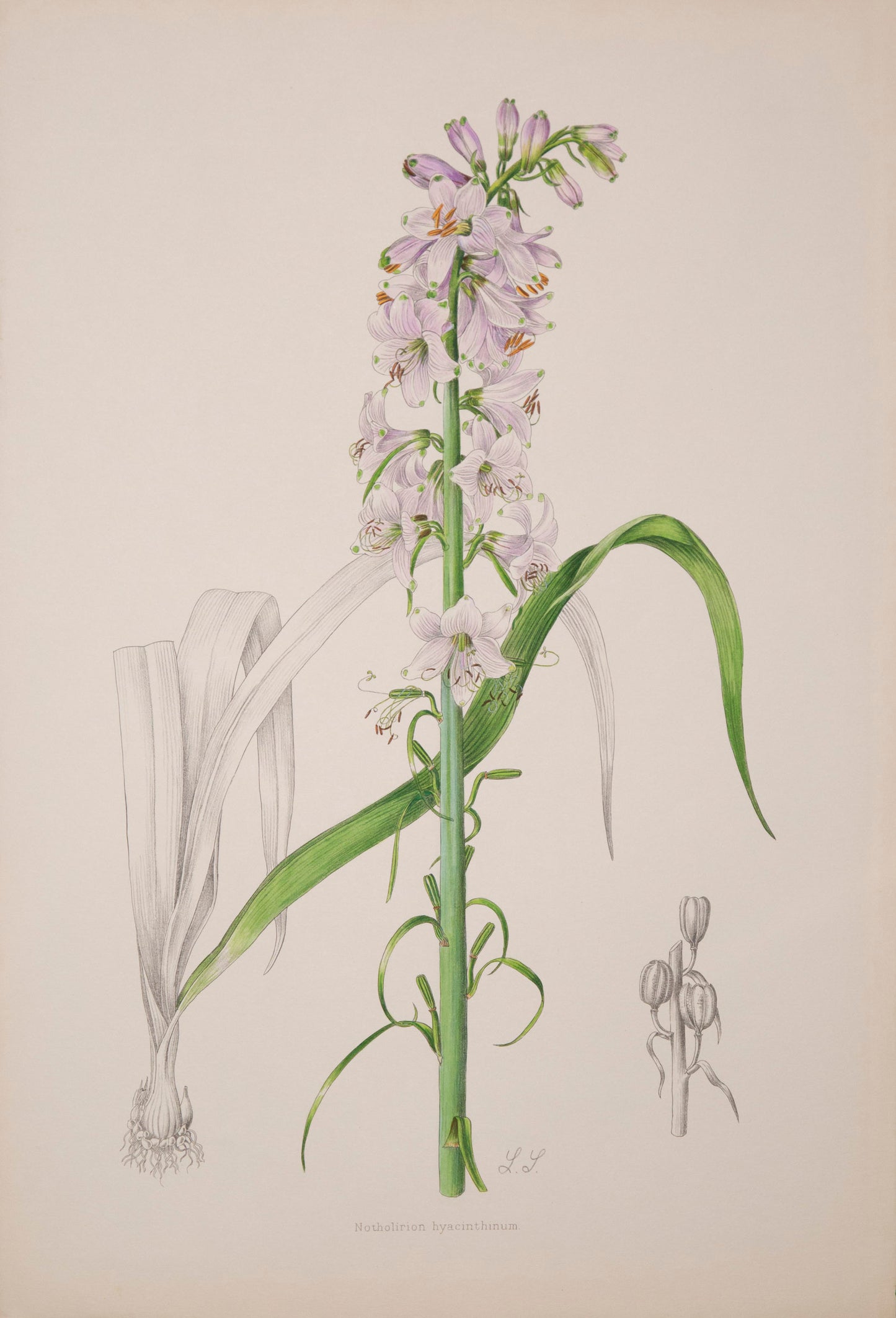 Twelve Botanical Prints of Lilies