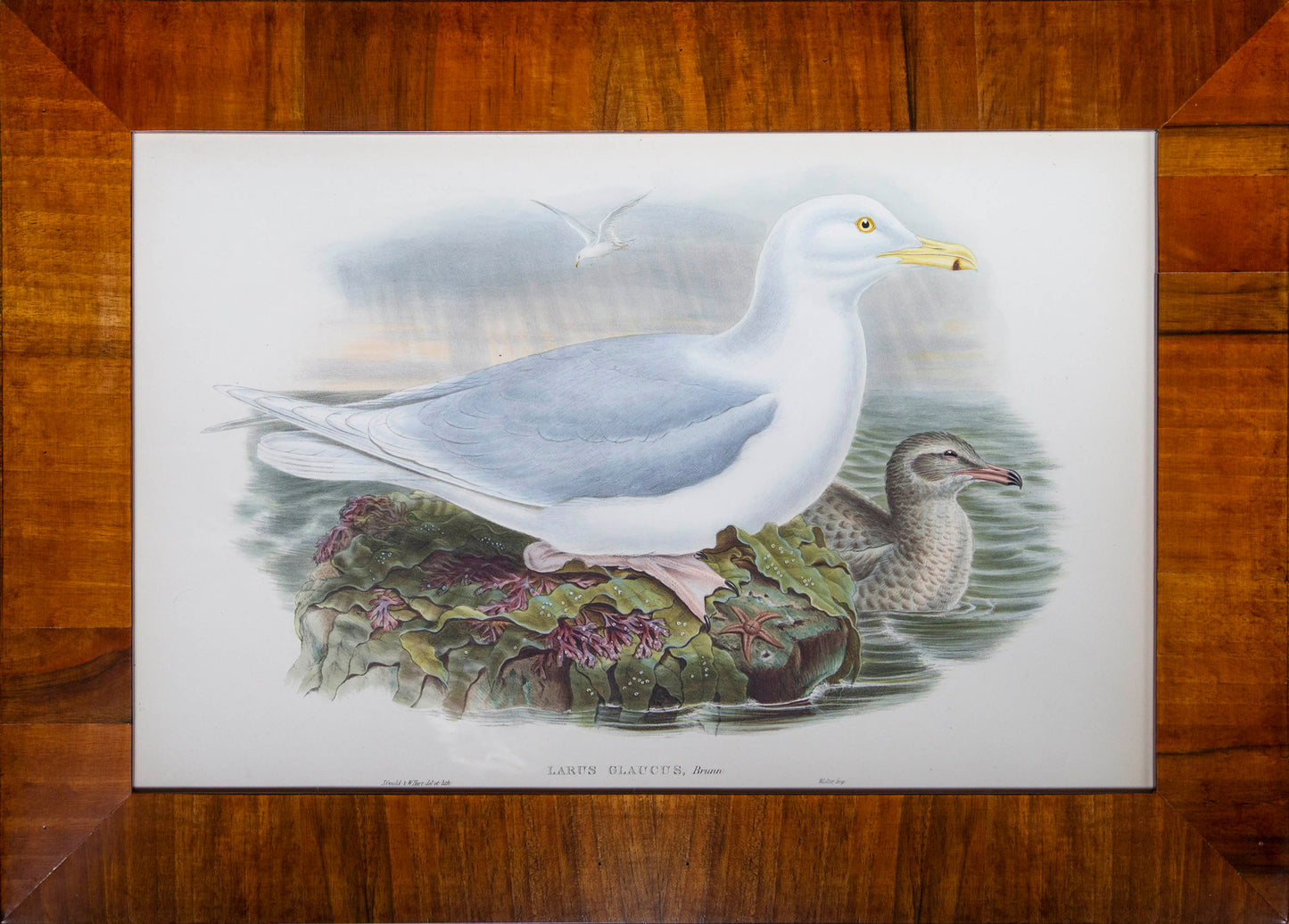 Eight 19th Century Ornithological Prints