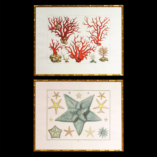 Large Pair of Coral and Starfish Prints