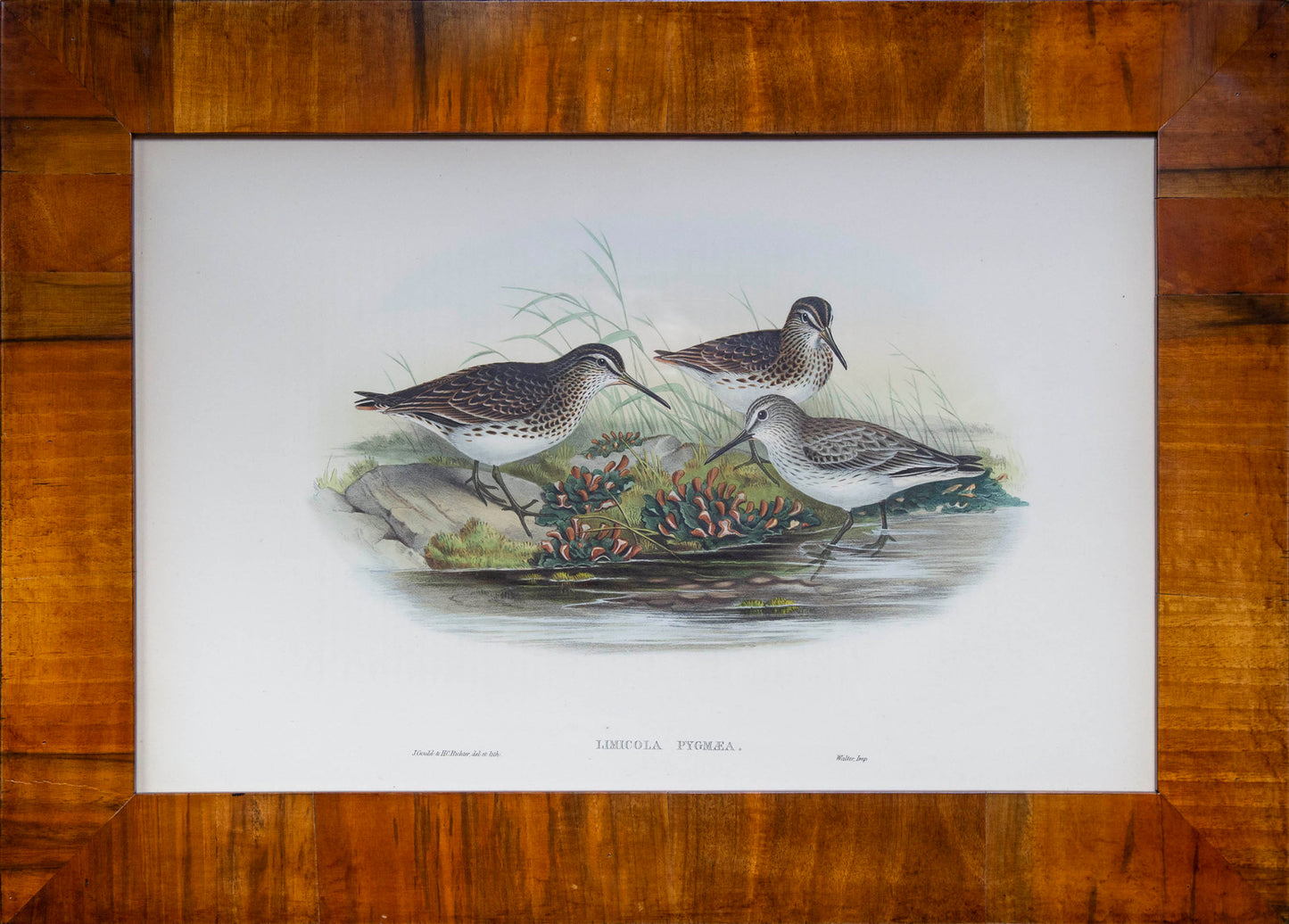Eight 19th Century Ornithological Prints
