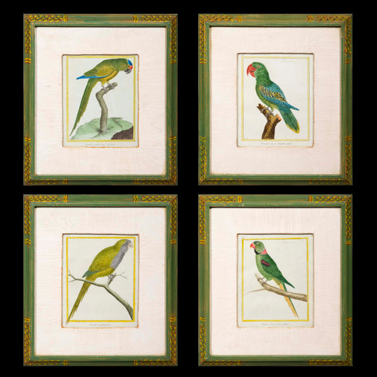 Four Parrot Engravings by François Nicolas Martinet