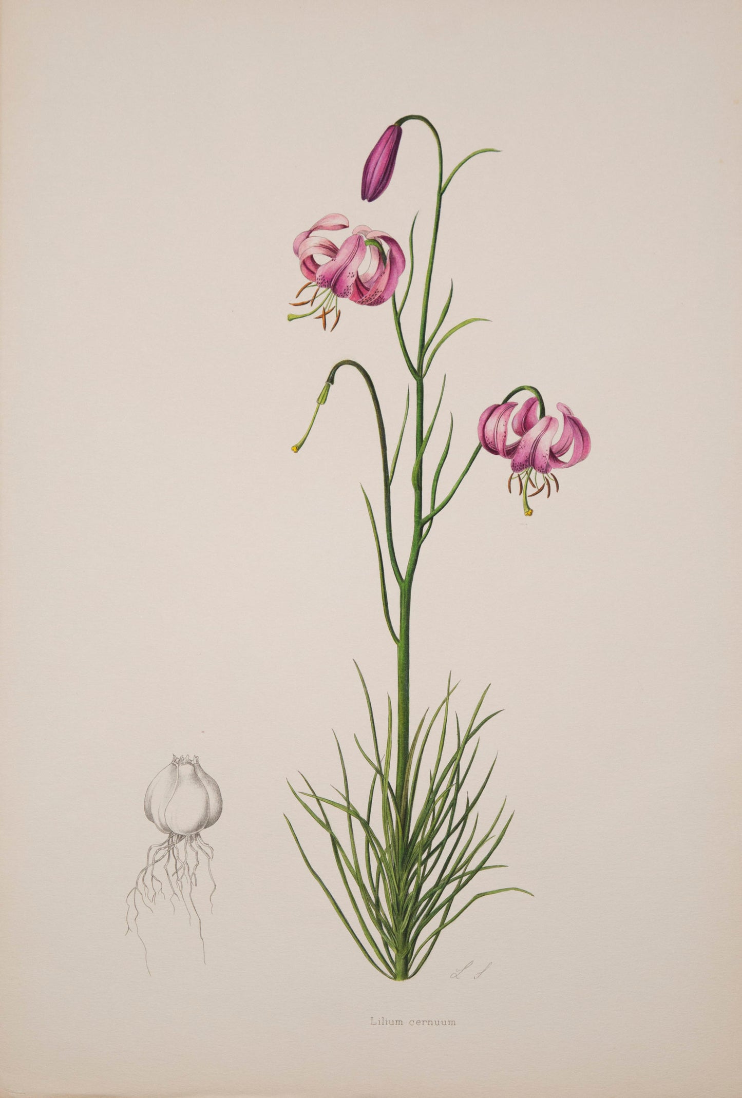 Twelve Botanical Prints of Lilies