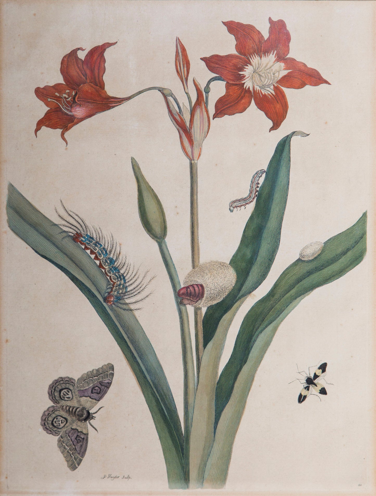 Pair of 18th Century Botanical Engravings, Maria Sibylla Merian