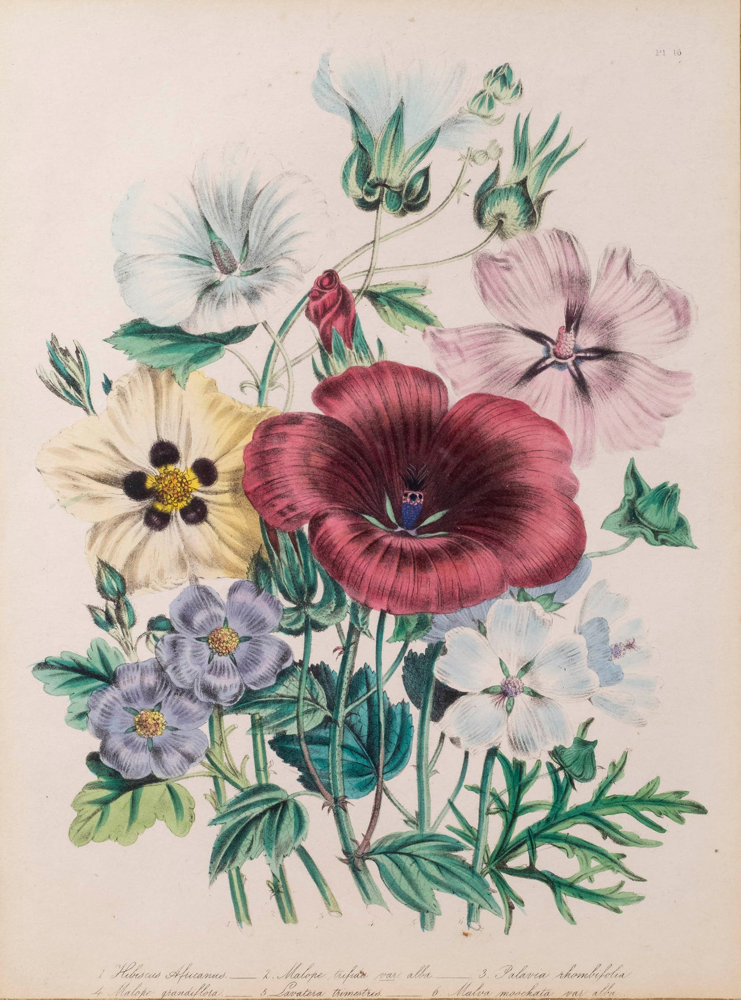 Pair of 19th Century Botanical Prints after Jane Webb Loudon