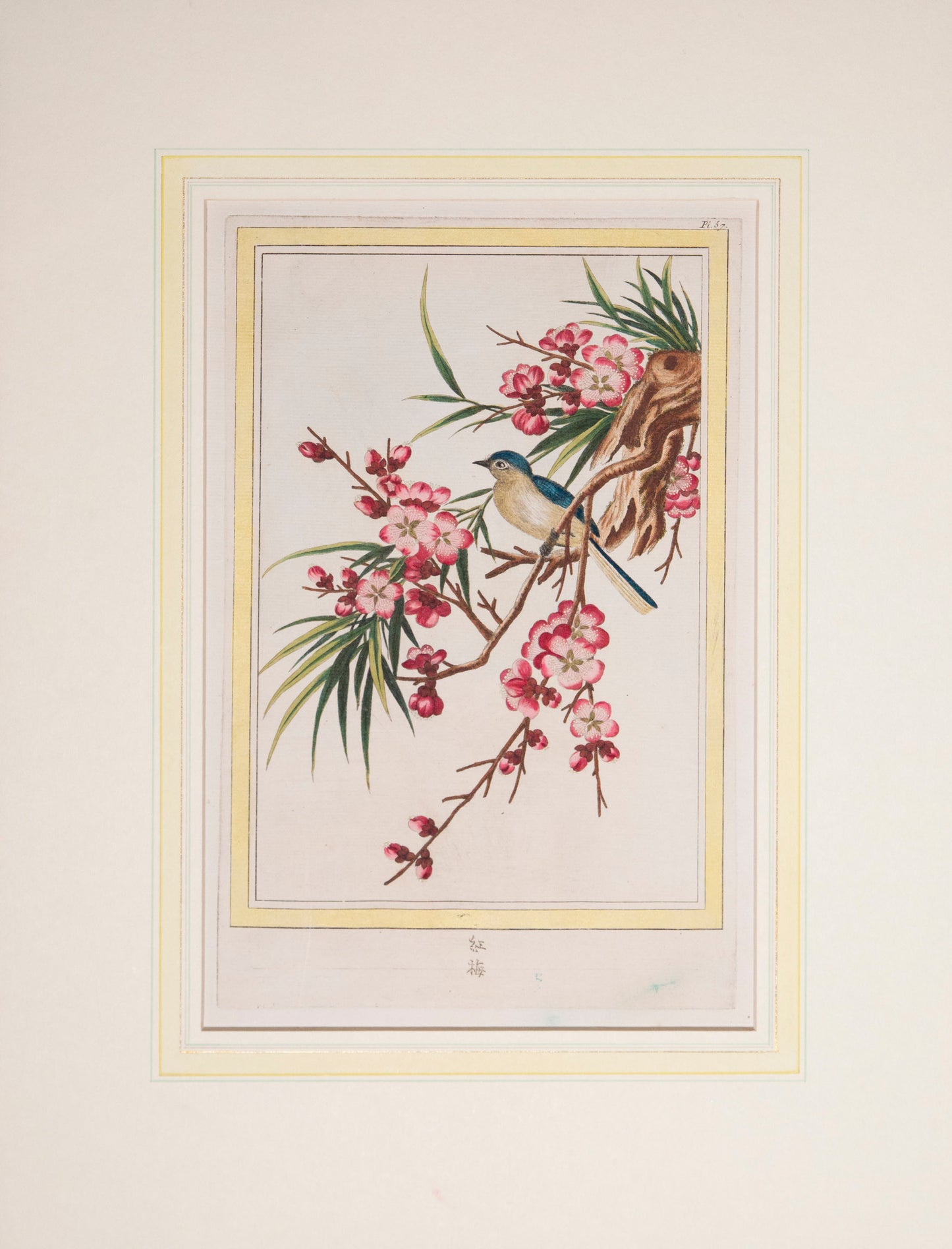 Twelve 18th Century Botanical Engravings, P.J. Buchoz