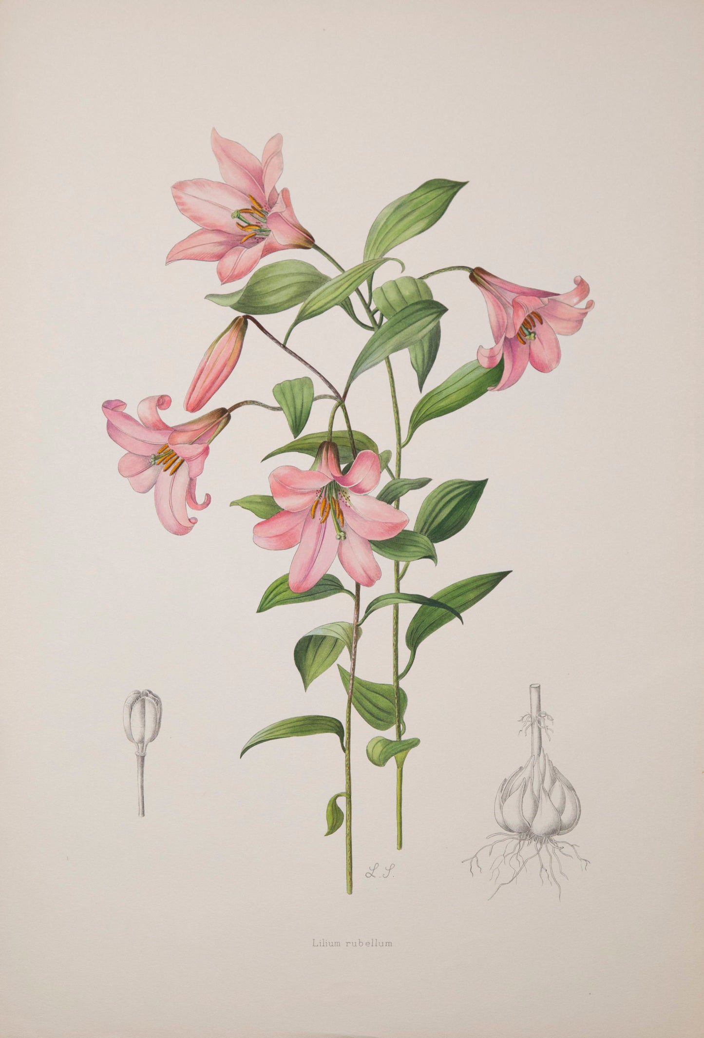 Twelve Botanical Prints of Lilies