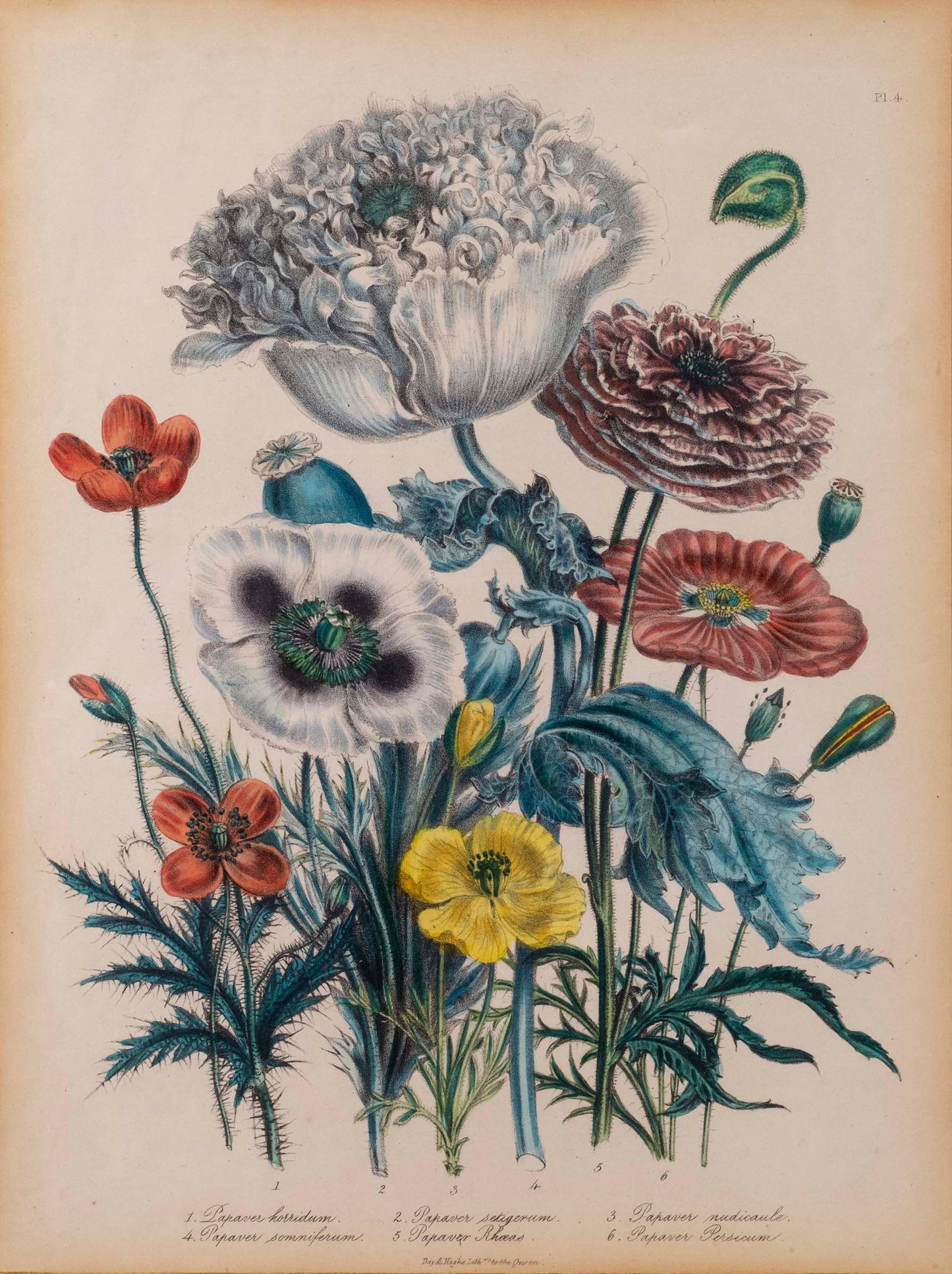 Pair of 19th Century Botanical Prints after Jane Webb Loudon