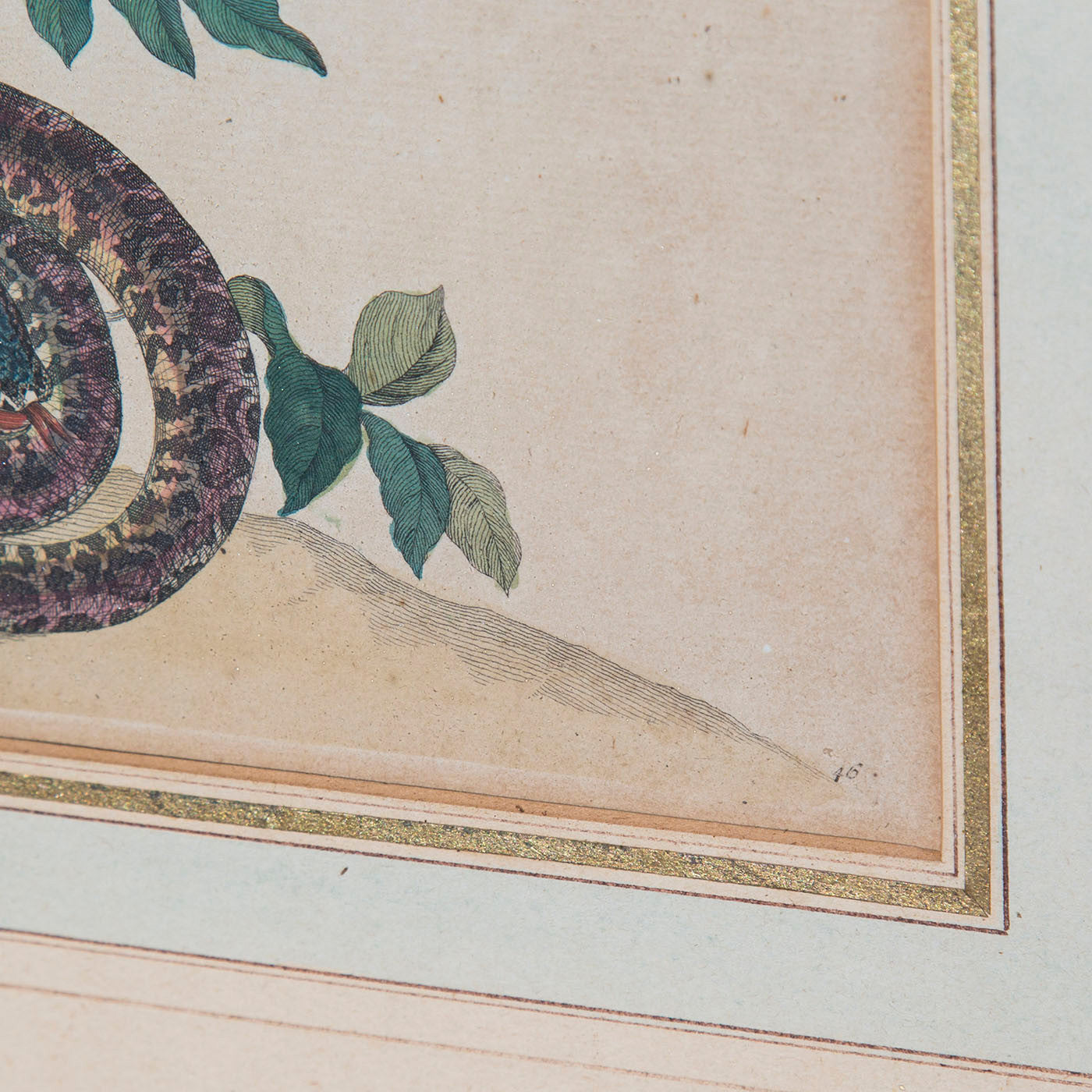 Pair of 18th Century Botanical Engravings, Maria Sibylla Merian