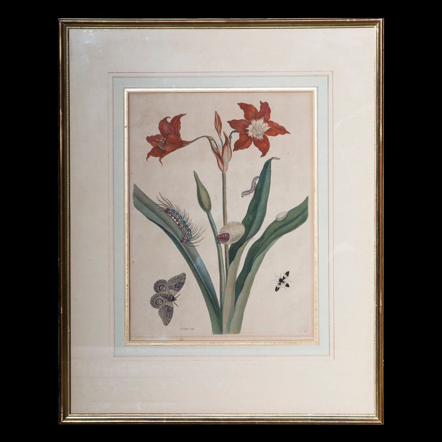 Pair of 18th Century Botanical Engravings, Maria Sibylla Merian