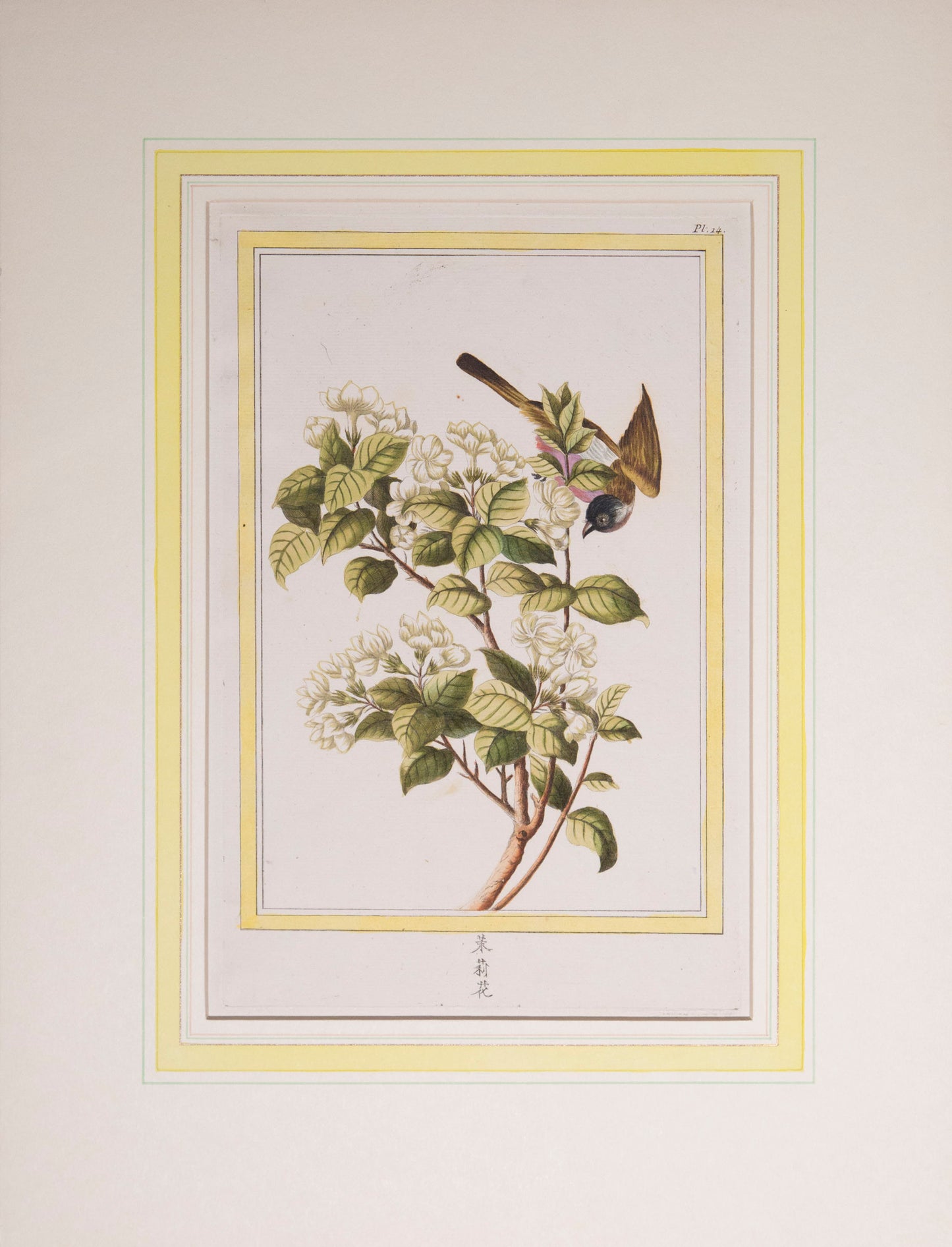 Six 18th Century Botanical Engravings, P.J. Buchoz