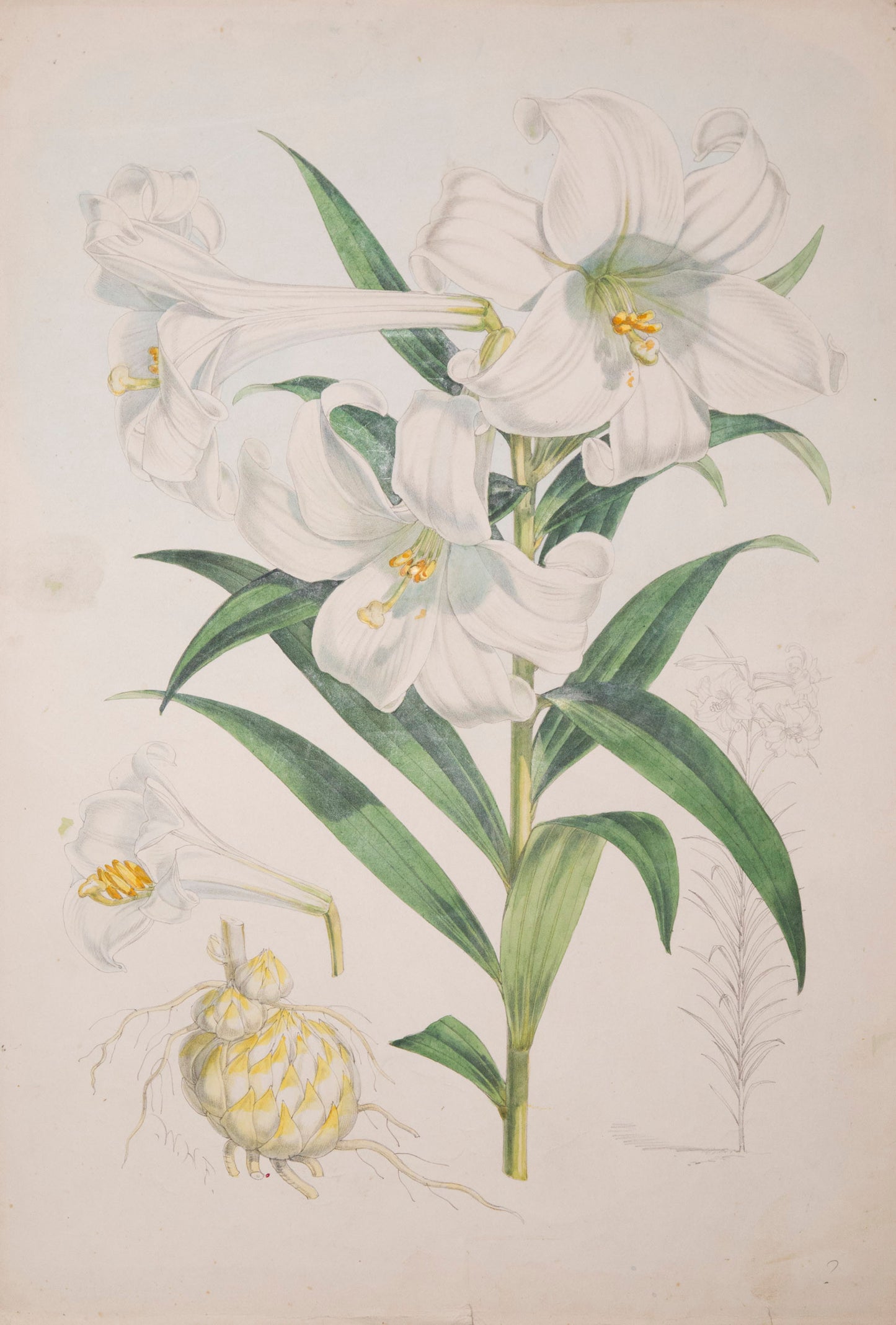 Six Botanical Prints of Lilies