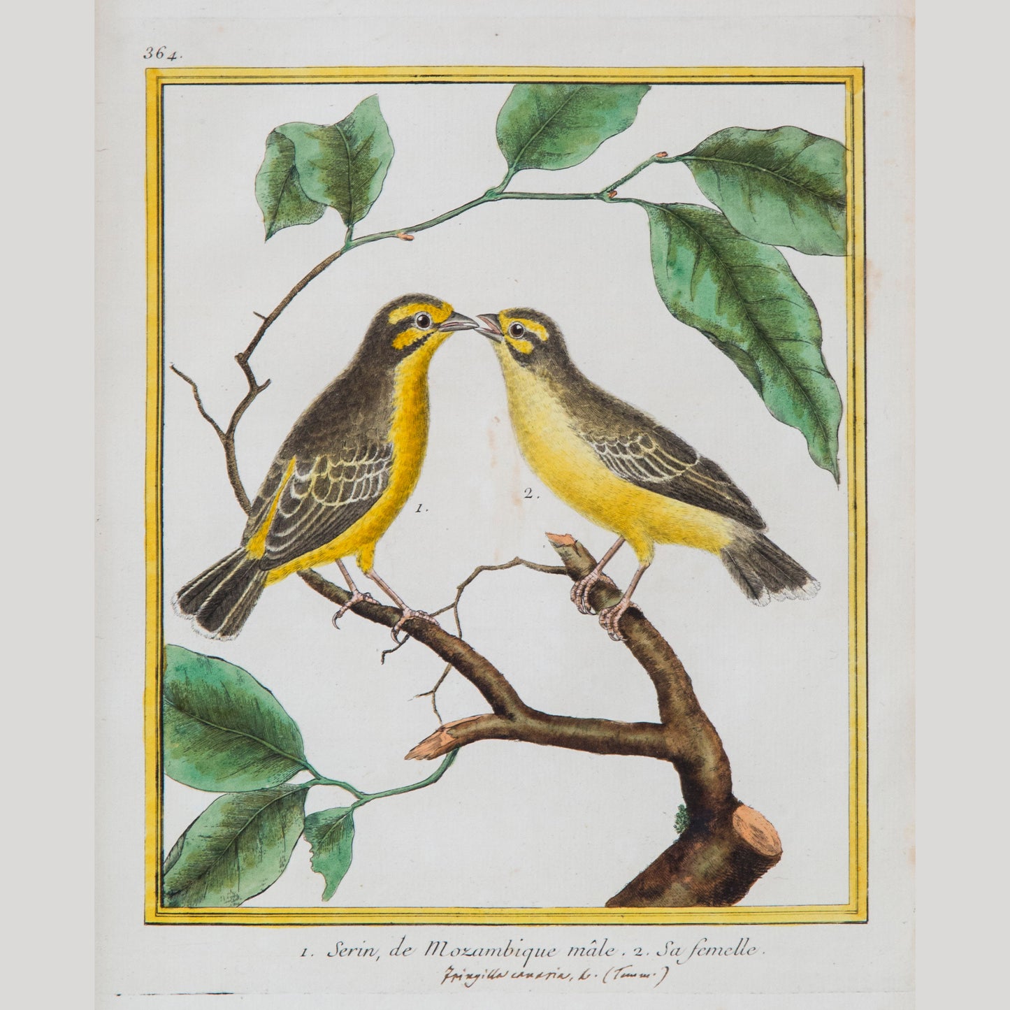 Pair of Engravings of Birds by François Nicolas Martinet