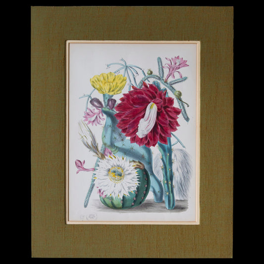 Fine Botanical Print. Elizabeth Twining, Cactaceae, 1849