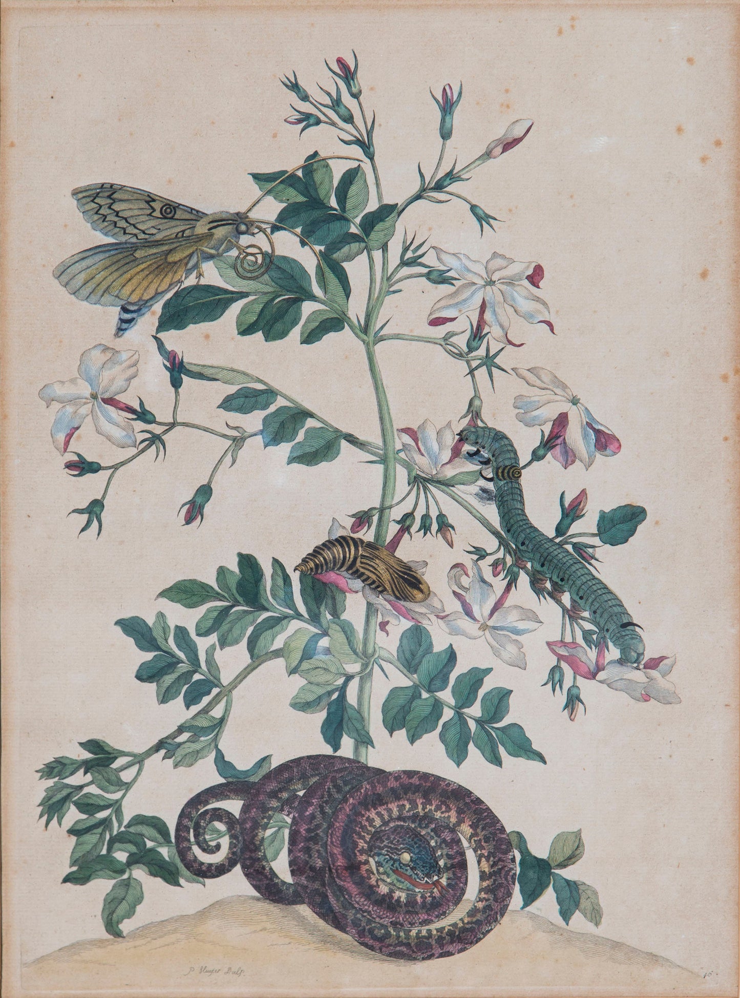 Pair of 18th Century Botanical Engravings, Maria Sibylla Merian