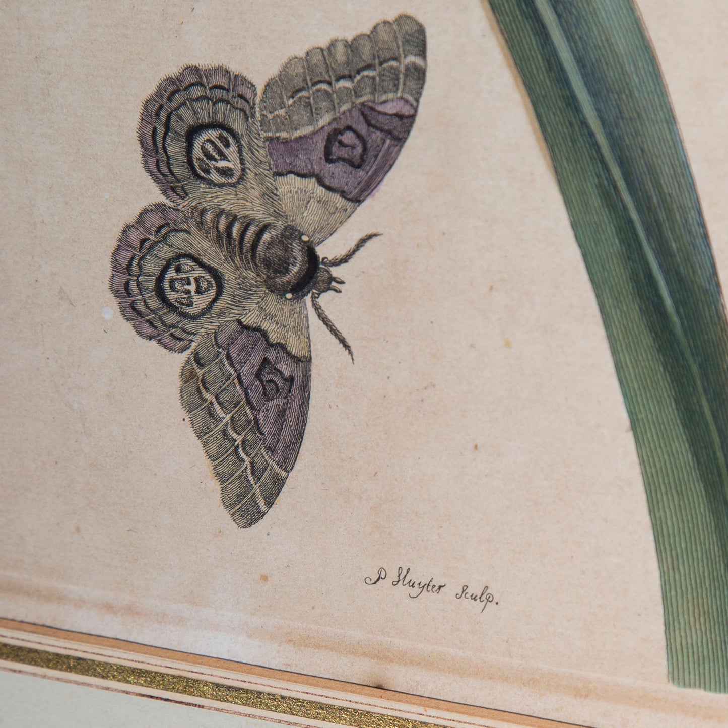 Pair of 18th Century Botanical Engravings, Maria Sibylla Merian