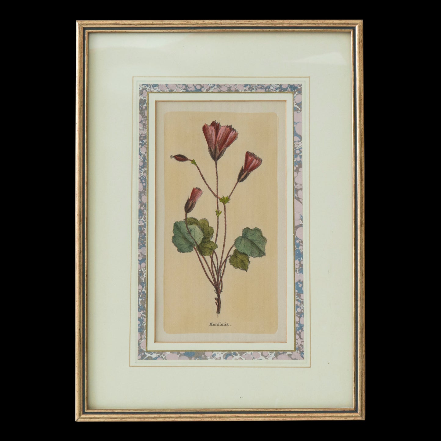 Set of Four Botanical Engravings after Jacques de Sève