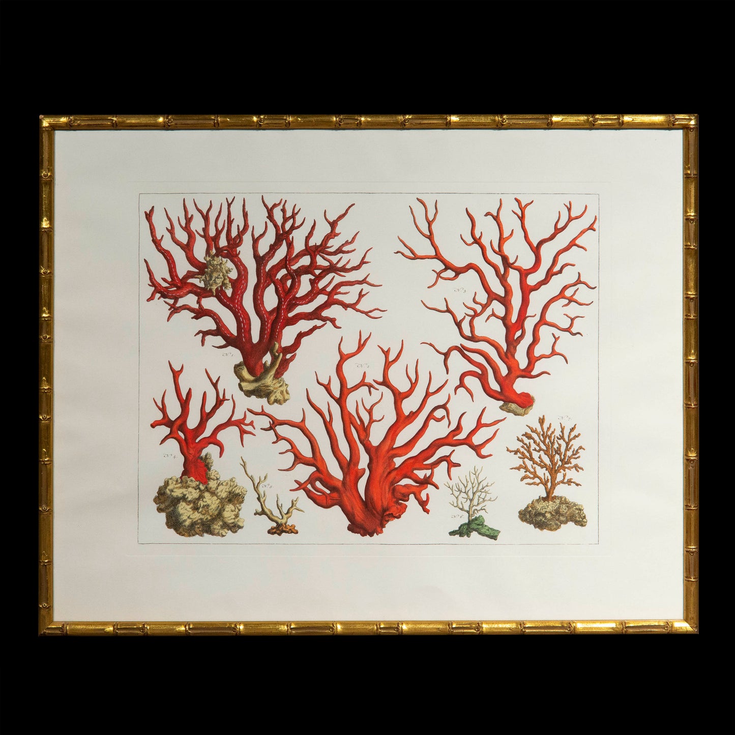 Large Pair of Coral and Starfish Prints