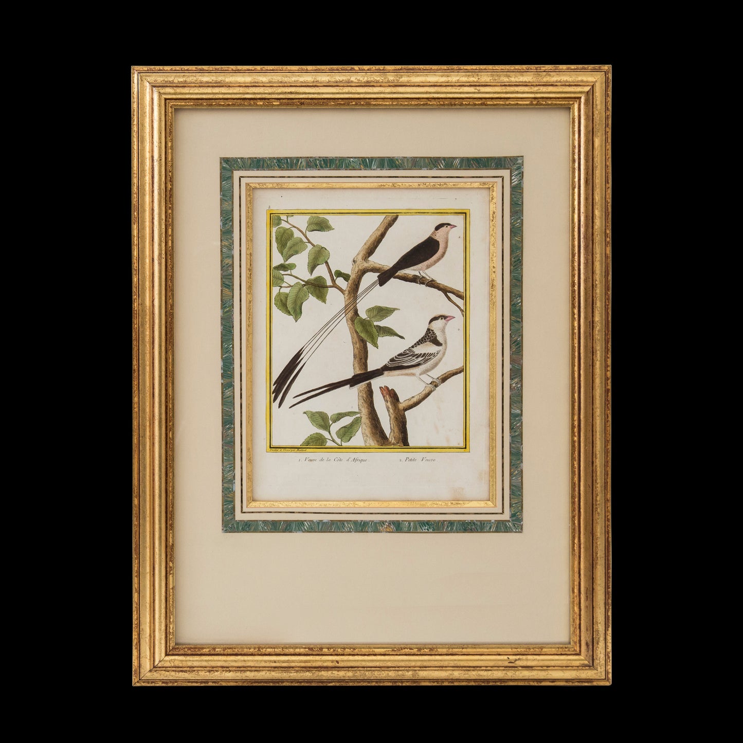 Pair of Engravings of Birds by François Nicolas Martinet