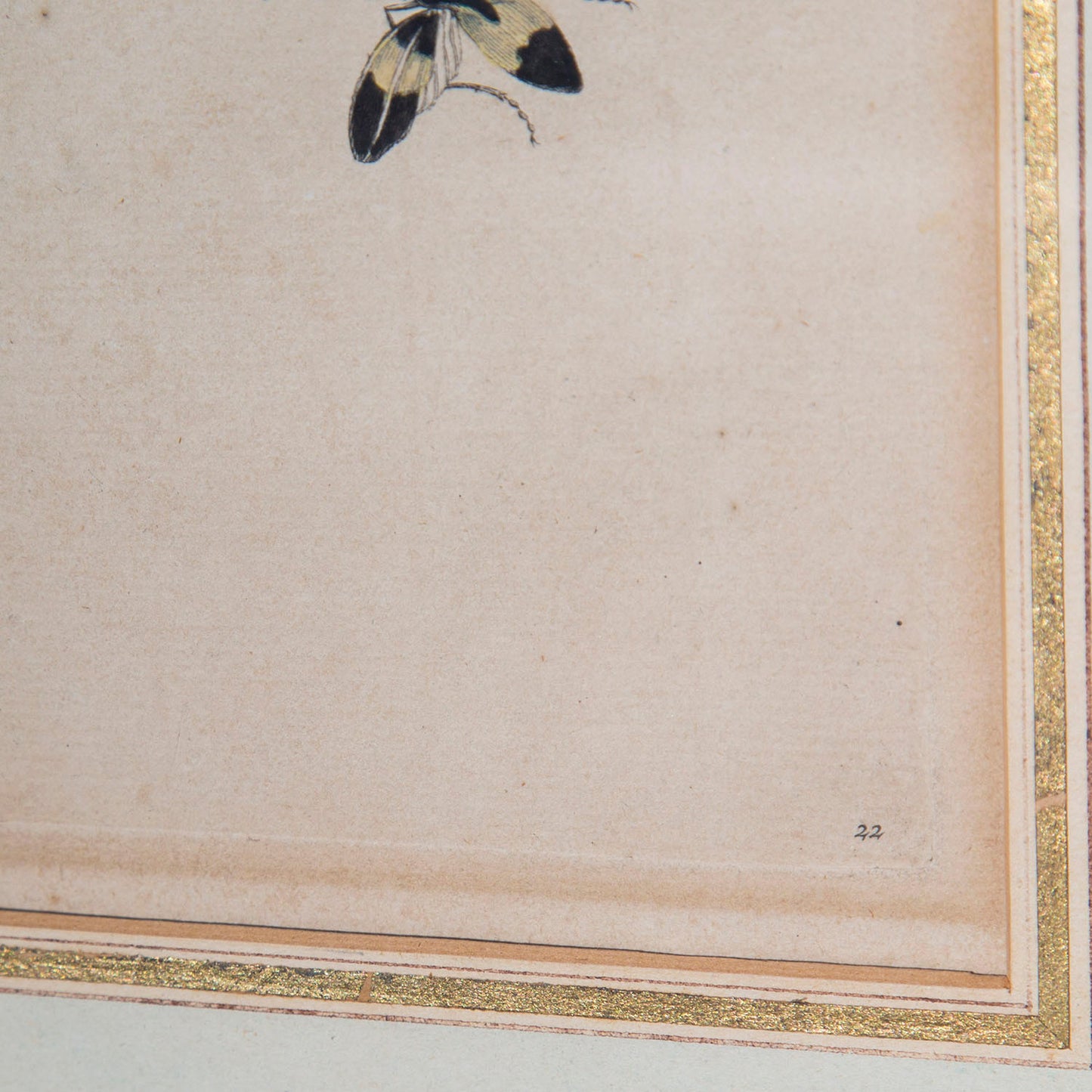 Pair of 18th Century Botanical Engravings, Maria Sibylla Merian