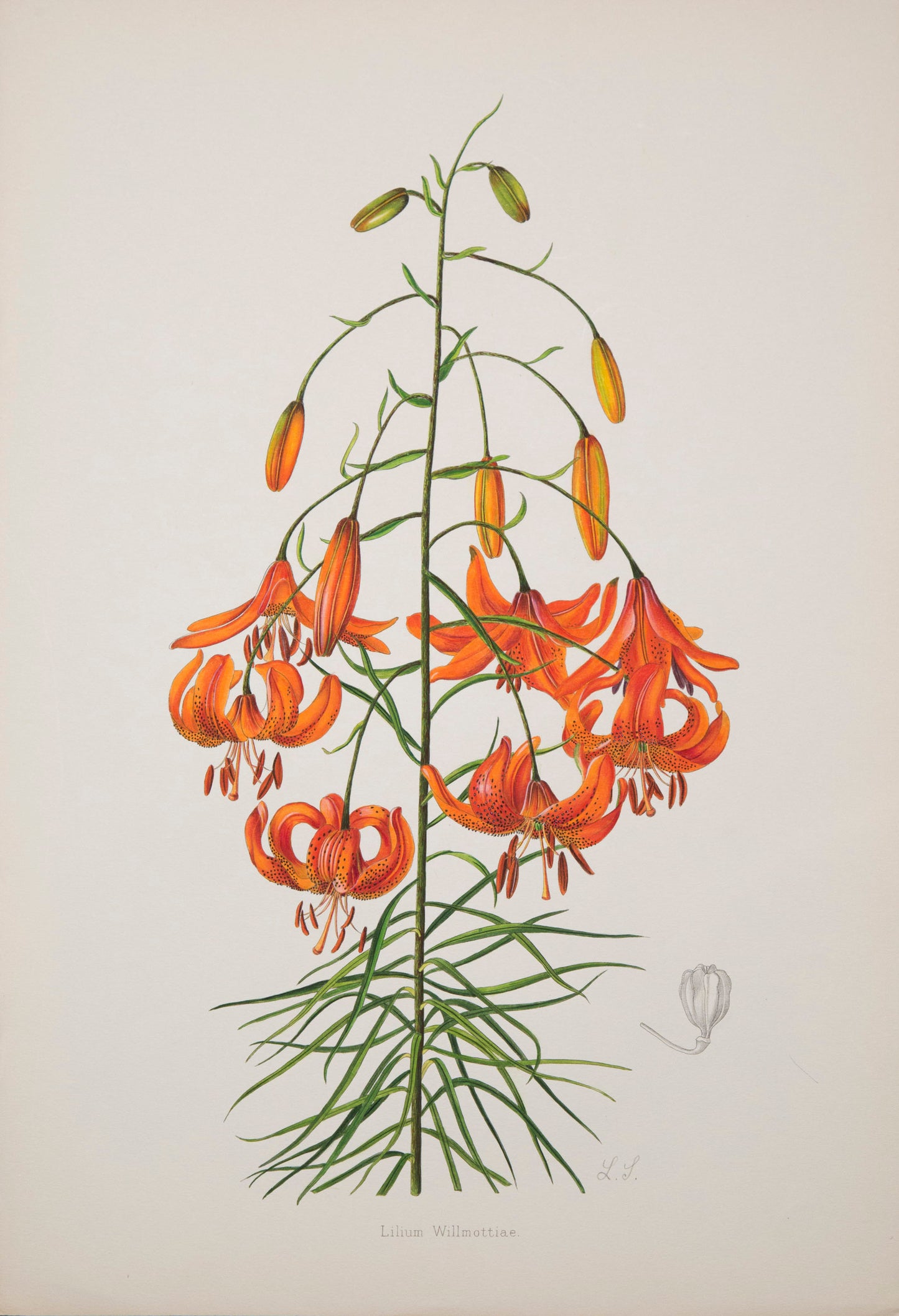 Six Botanical Prints of Lilies