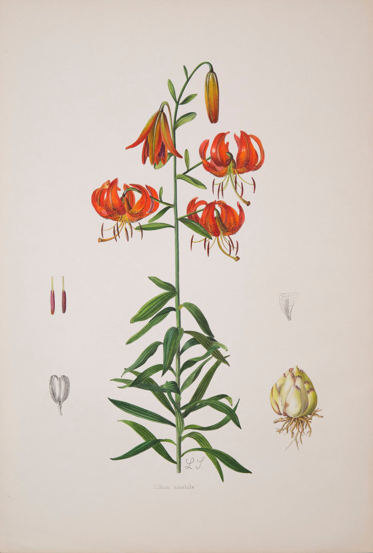 Twelve Botanical Prints of Lilies