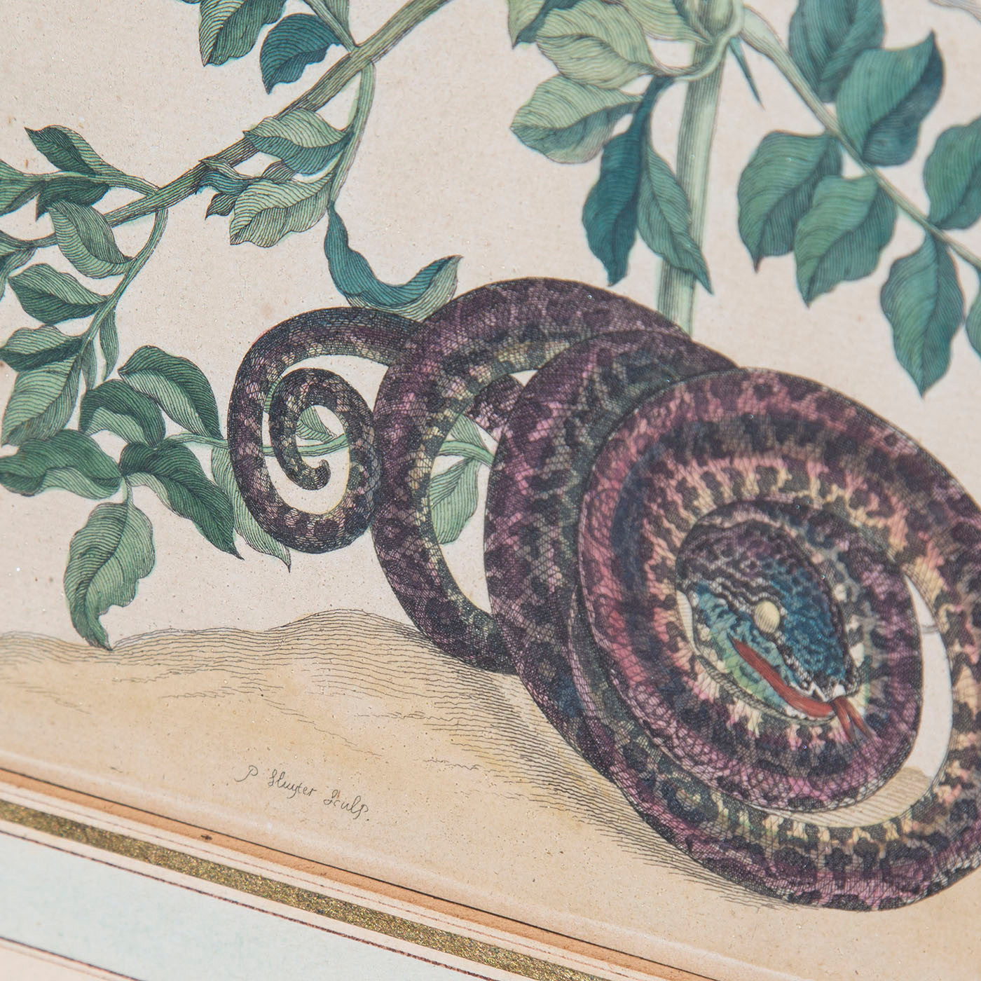 Pair of 18th Century Botanical Engravings, Maria Sibylla Merian