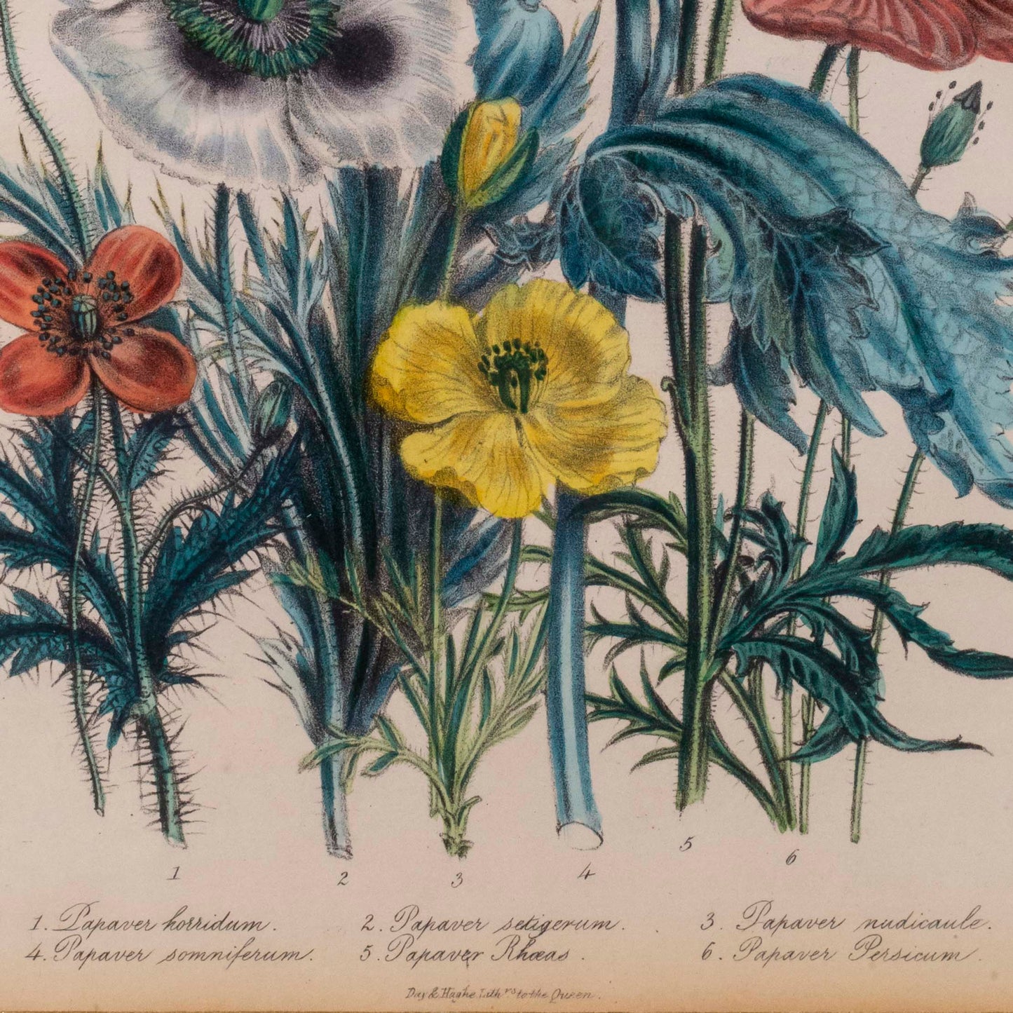 Pair of 19th Century Botanical Prints after Jane Webb Loudon