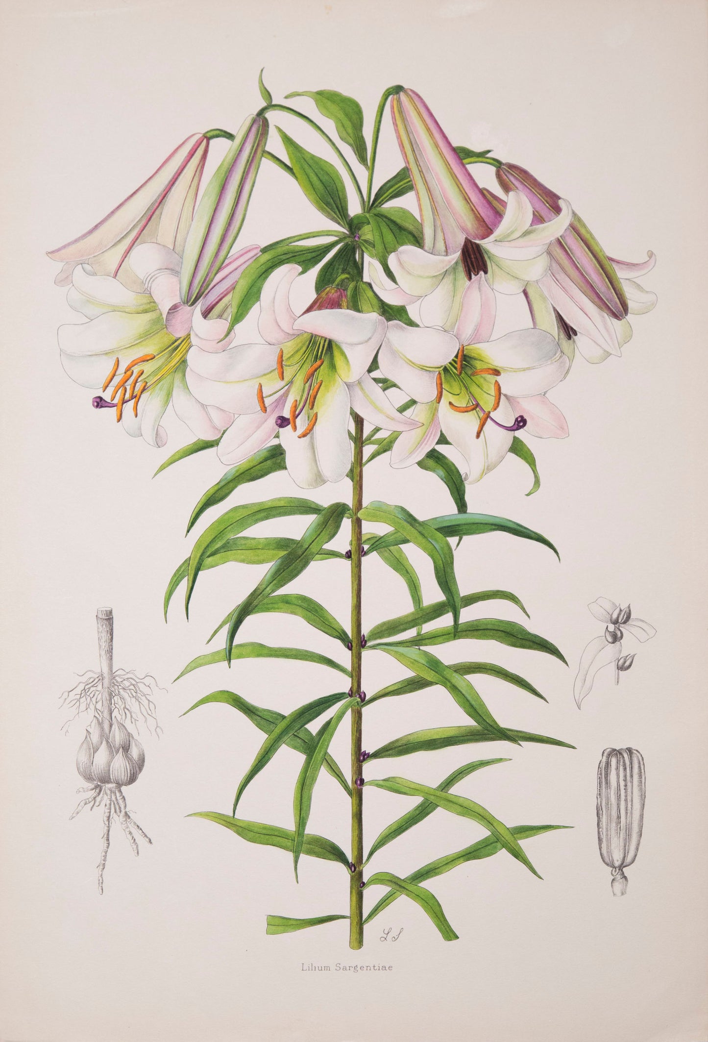 Twelve Botanical Prints of Lilies