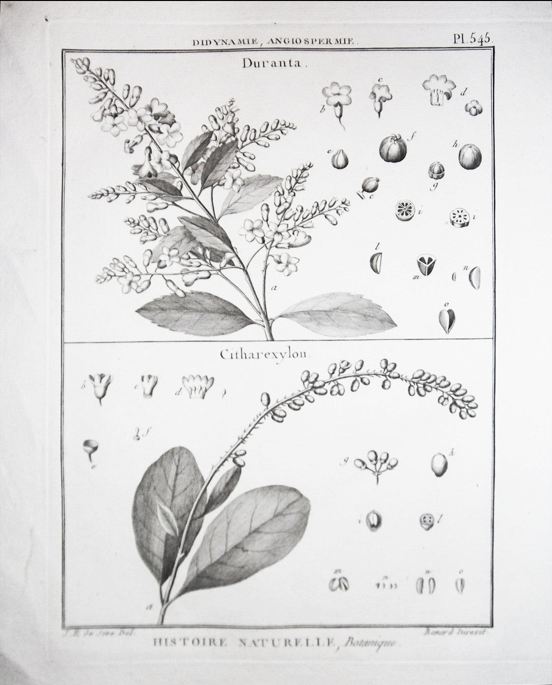Set of Four Botanical Engravings after Jacques de Sève