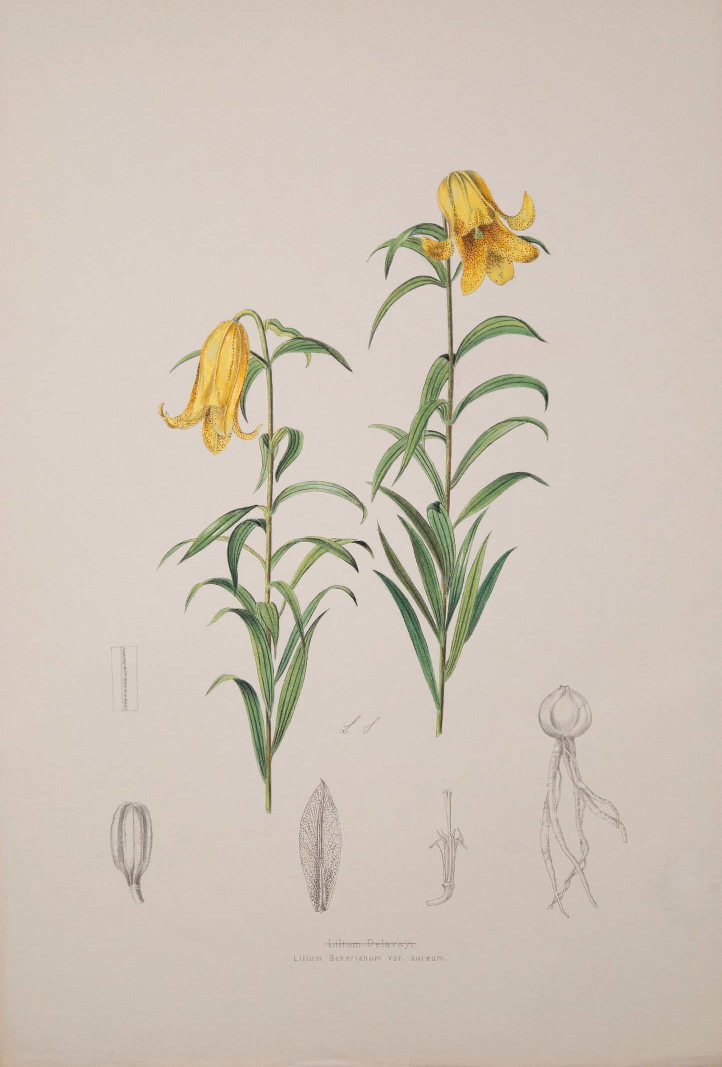 Six Botanical Prints of Lilies