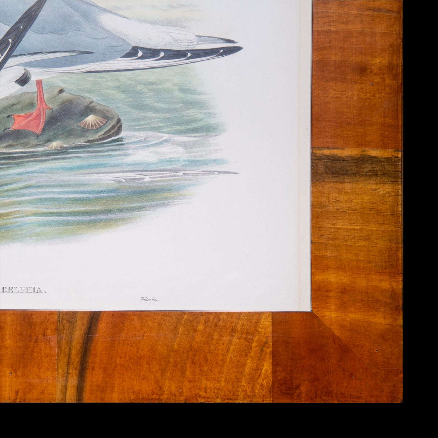 Eight 19th Century Ornithological Prints