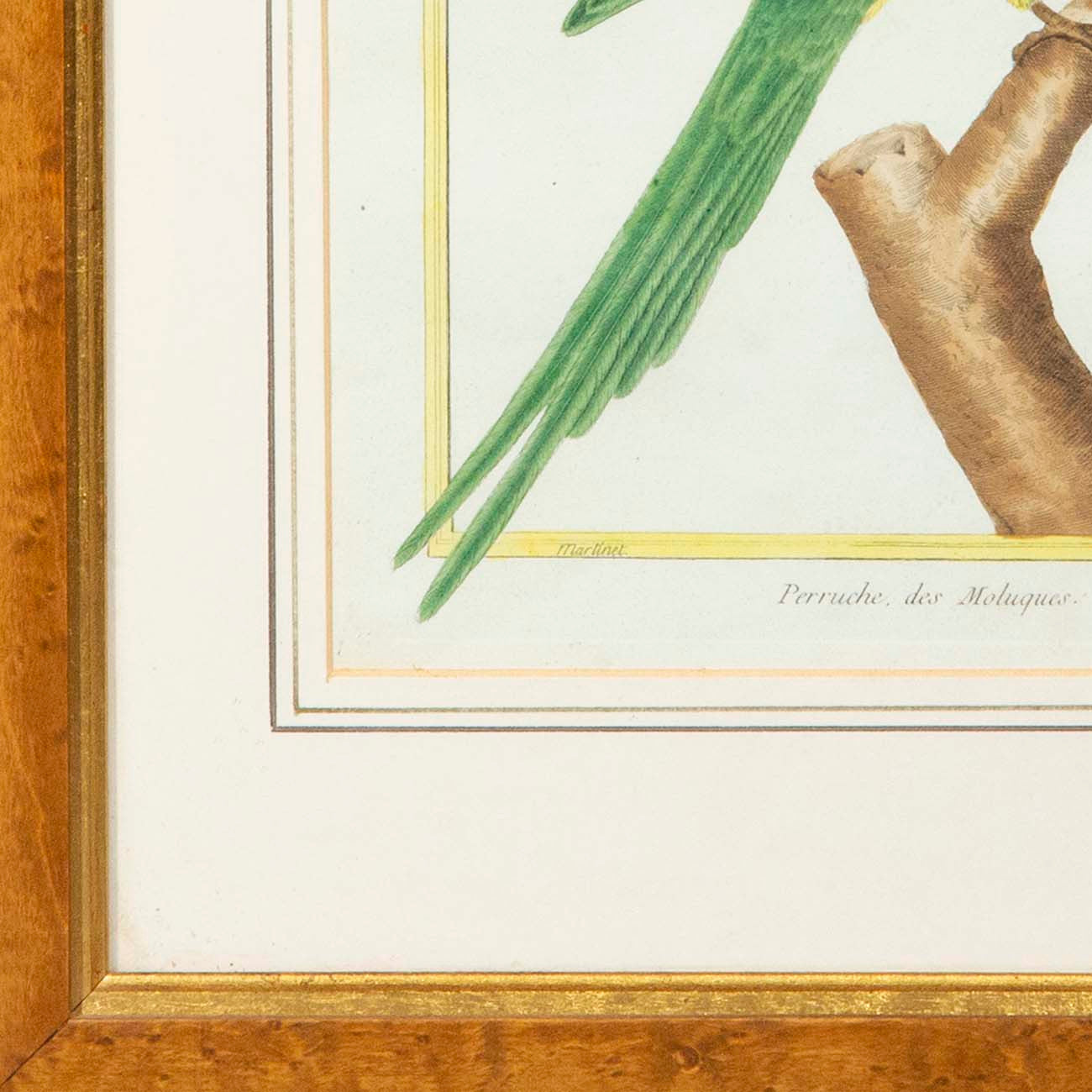 Pair of 18th Century Parrot Engravings by Martinet