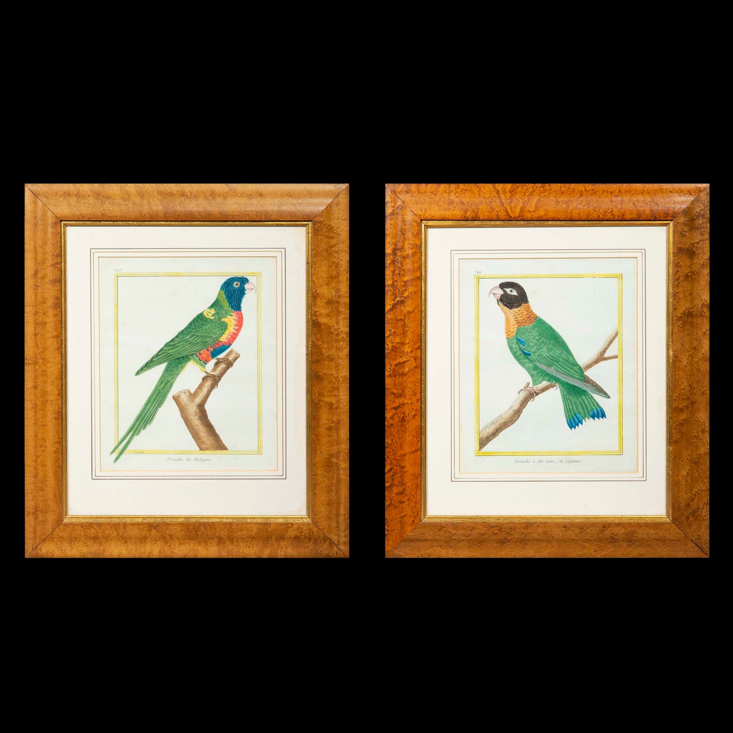 Pair of 18th Century Parrot Engravings by Martinet