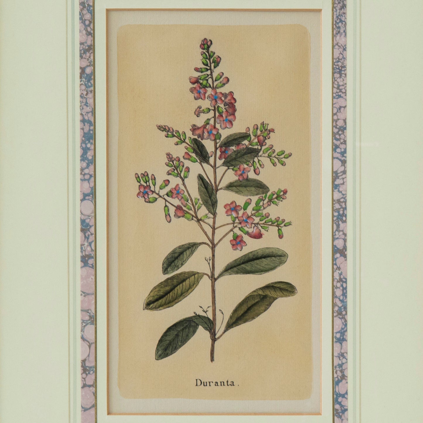 Set of Four Botanical Engravings after Jacques de Sève