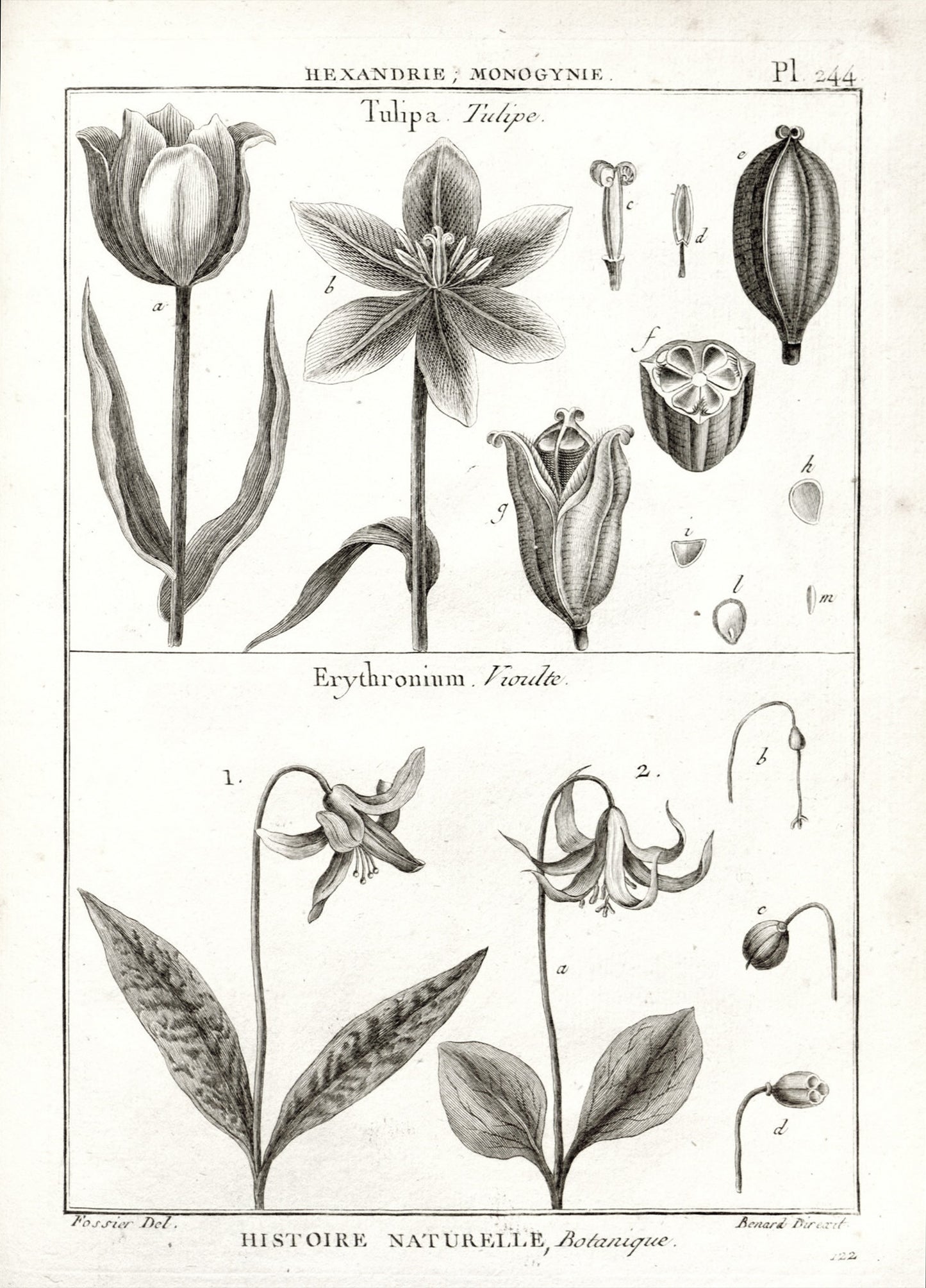 Set of Four Botanical Engravings after Jacques de Sève