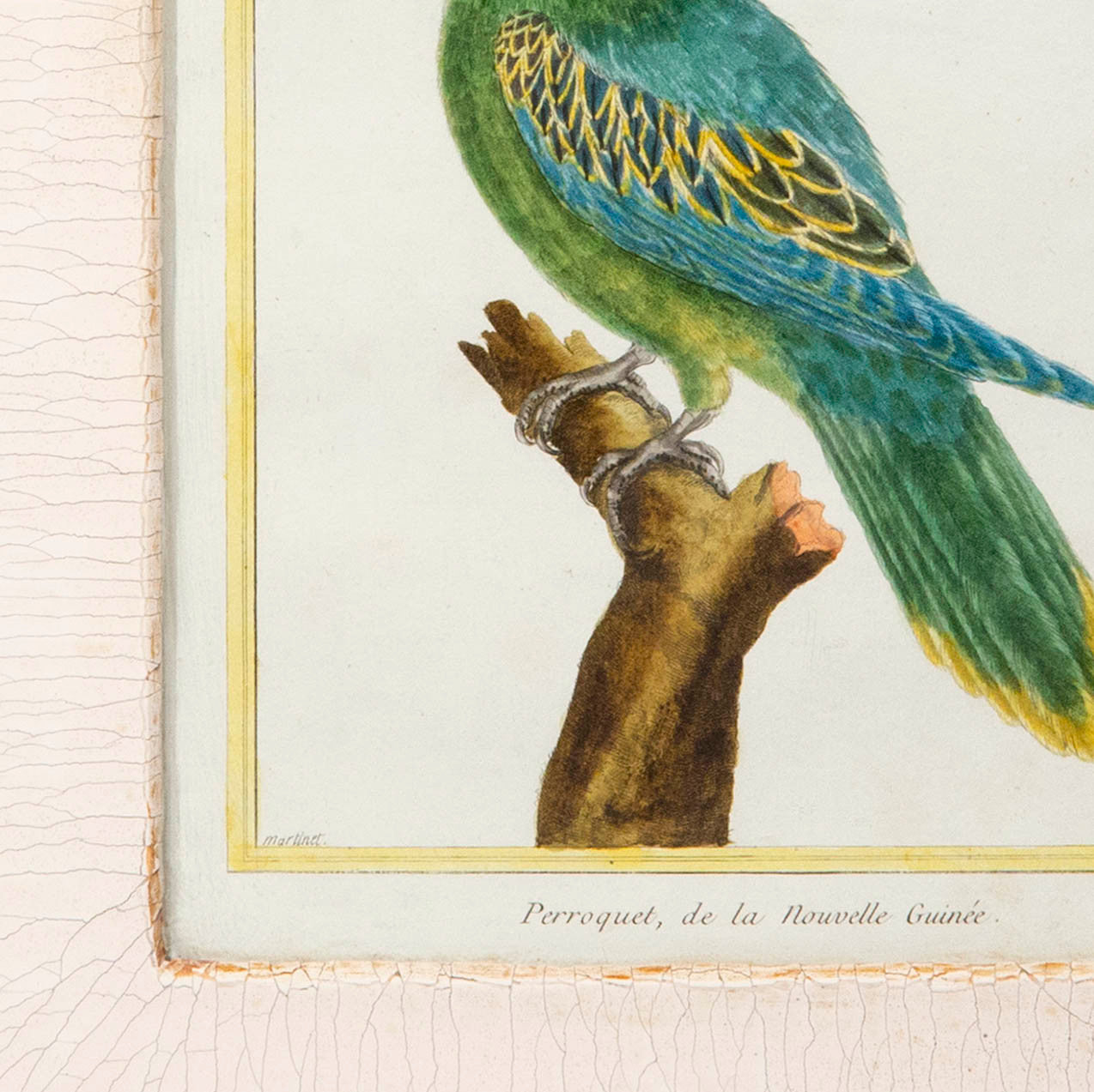 Four Parrot Engravings by François Nicolas Martinet