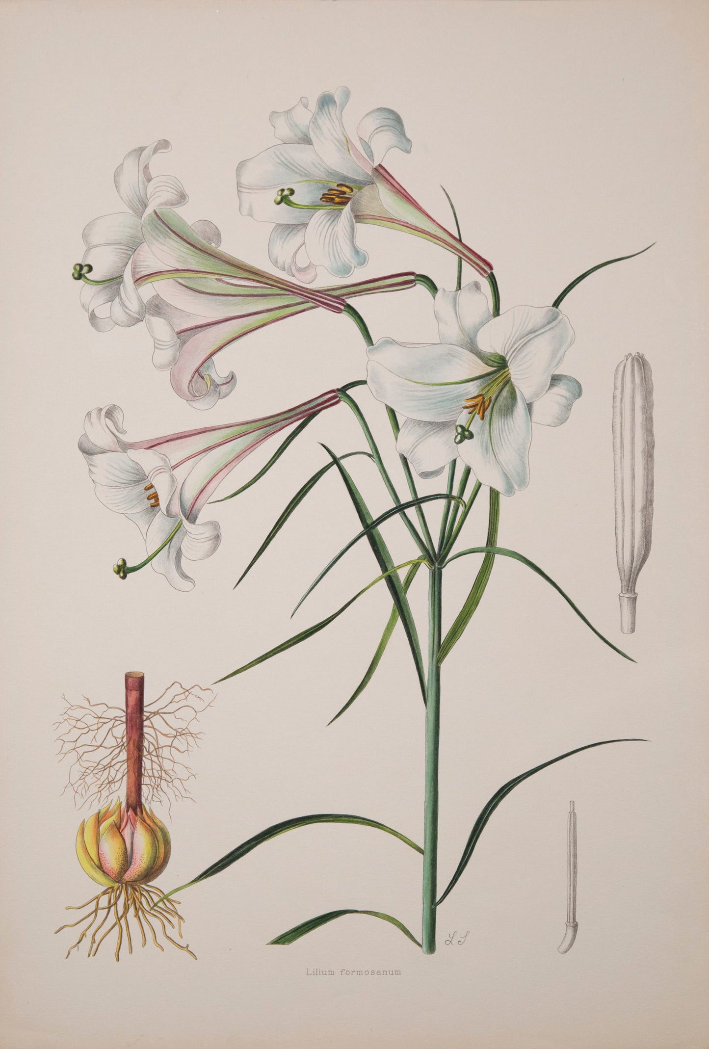 Twelve Botanical Prints of Lilies