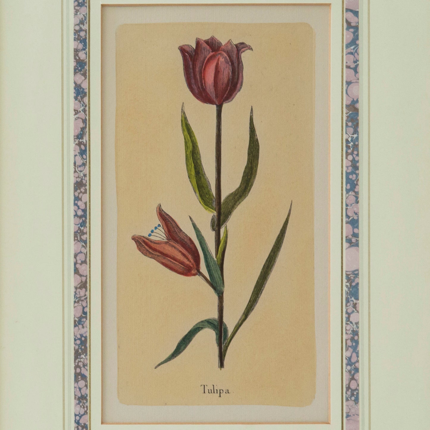 Set of Four Botanical Engravings after Jacques de Sève