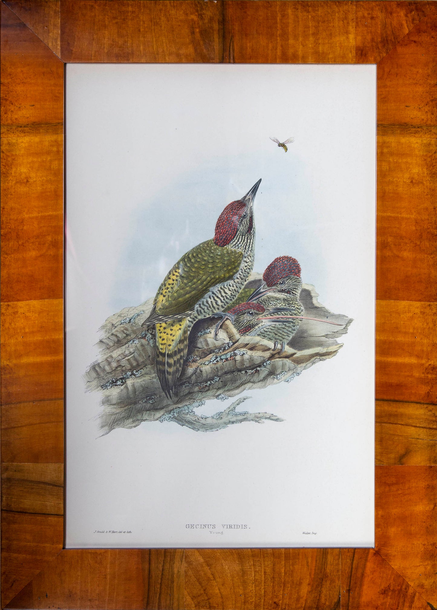 Four 19th Century Ornithological Prints
