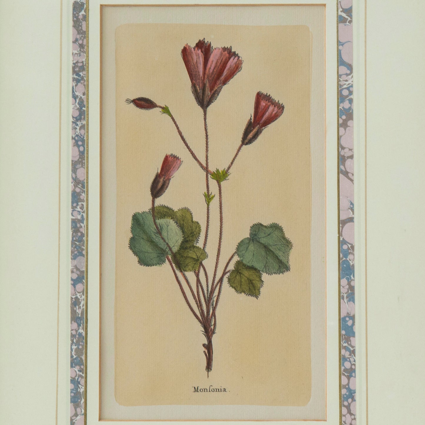 Set of Four Botanical Engravings after Jacques de Sève