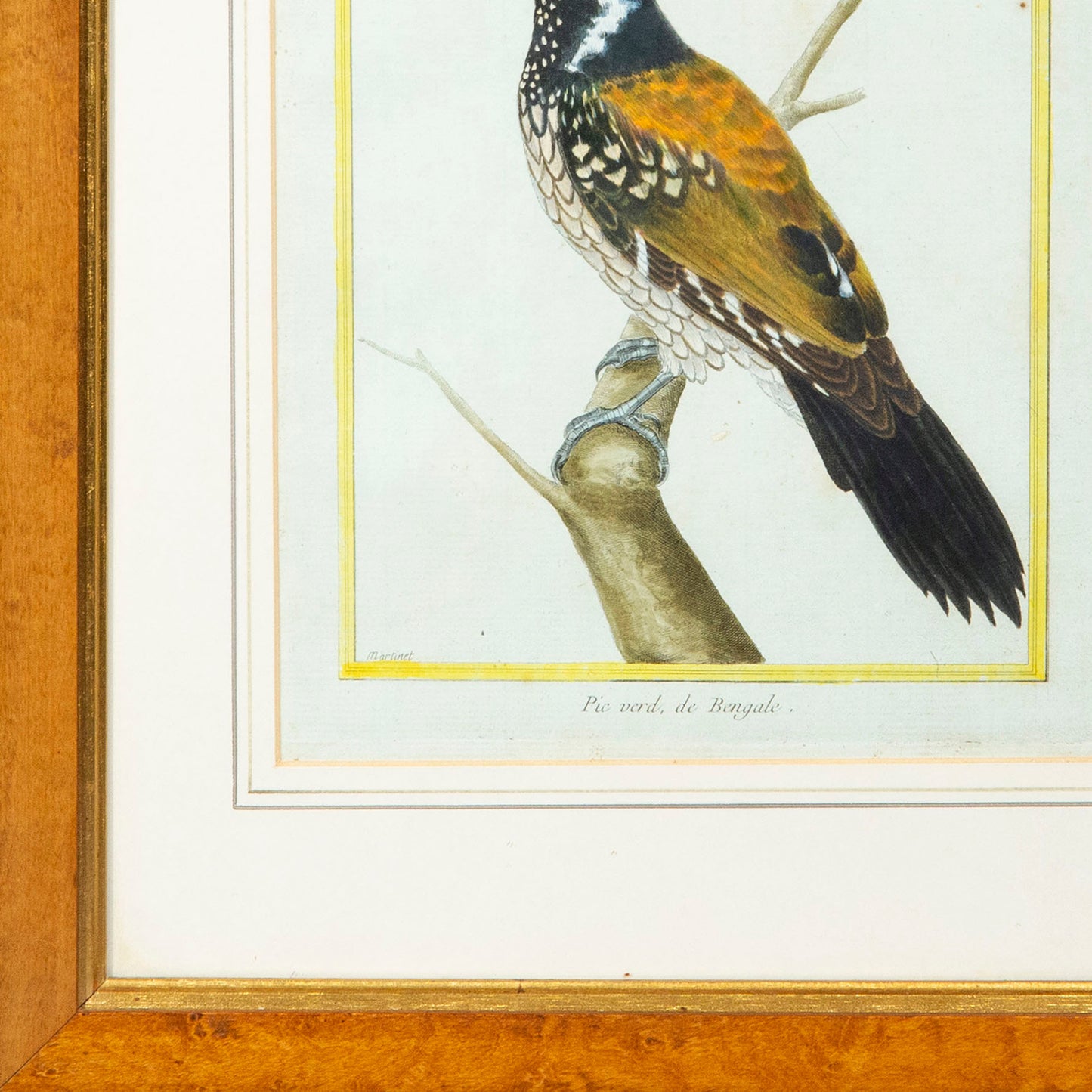 Pair of Ornithological Engravings by François Nicolas Martinet