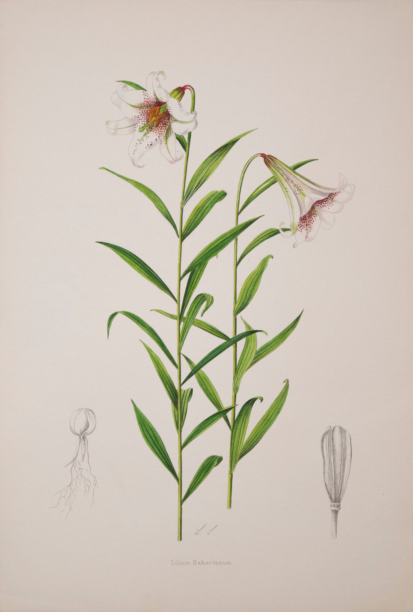 Twelve Botanical Prints of Lilies