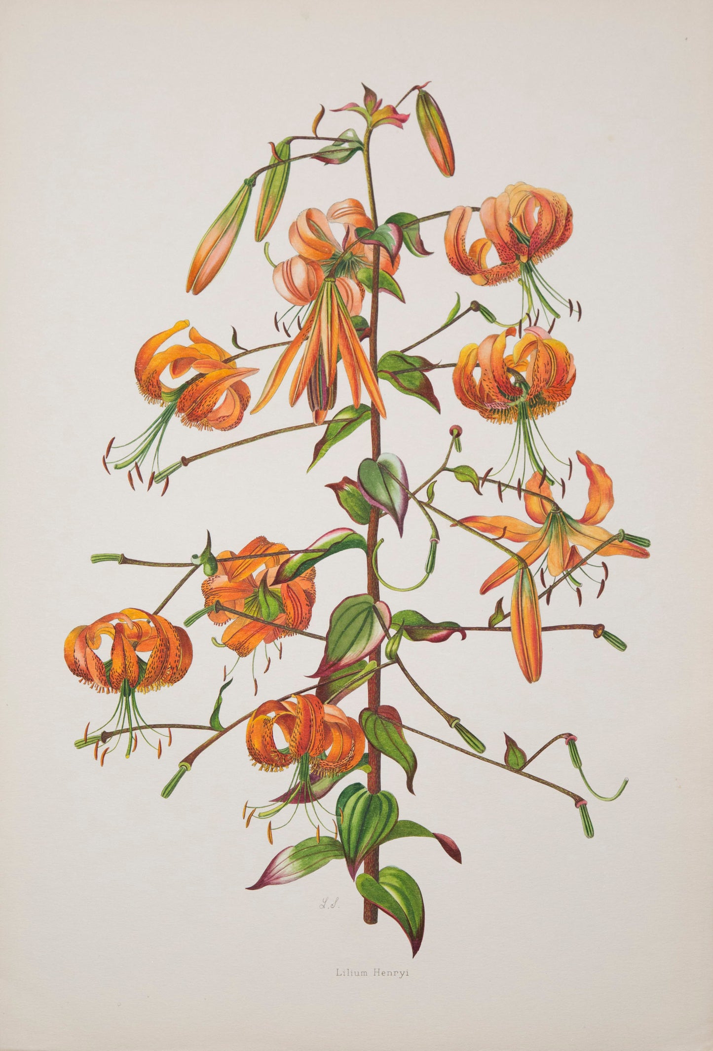 Twelve Botanical Prints of Lilies