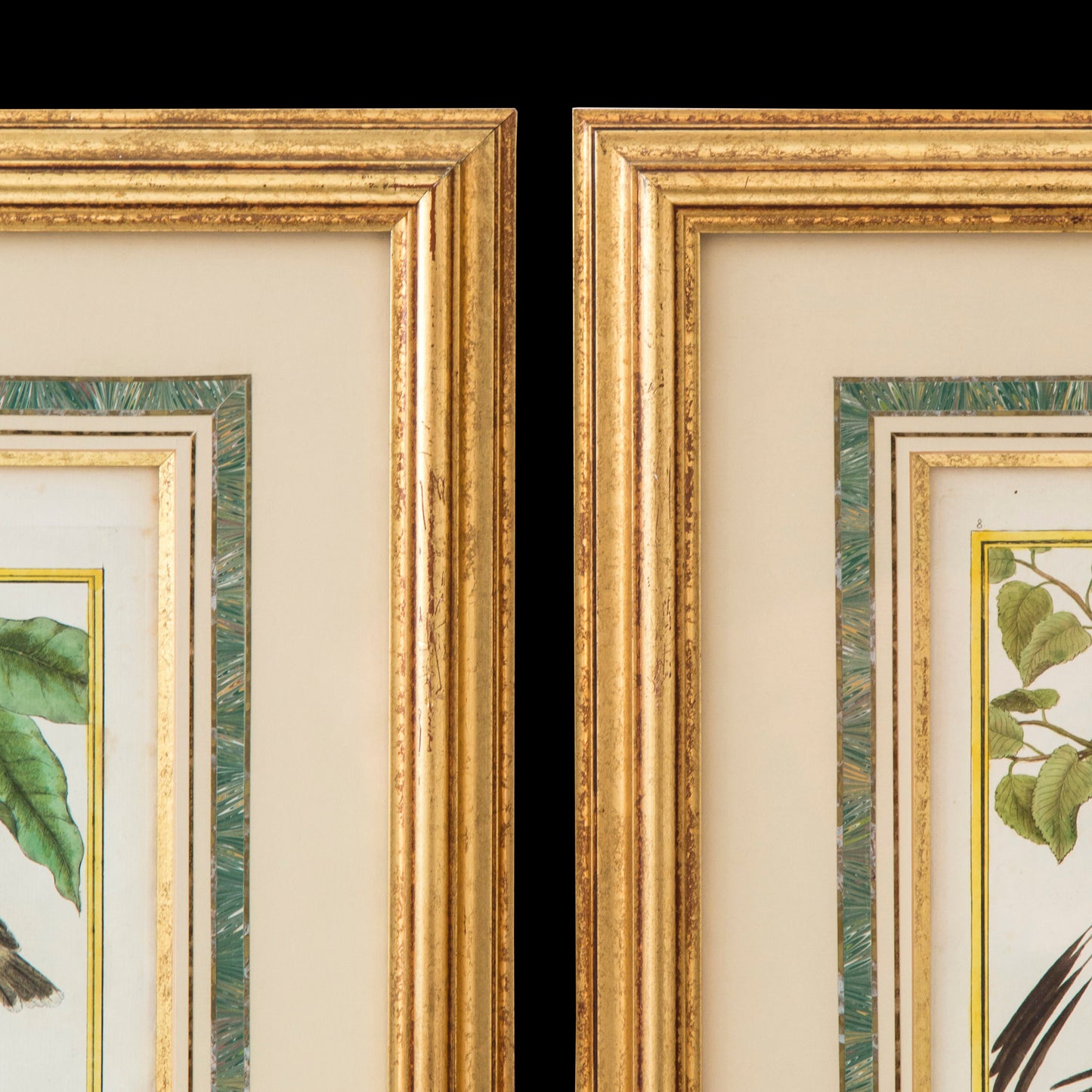 Pair of Engravings of Birds by François Nicolas Martinet