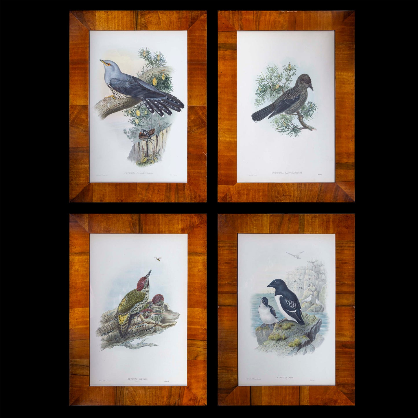 Four 19th Century Ornithological Prints