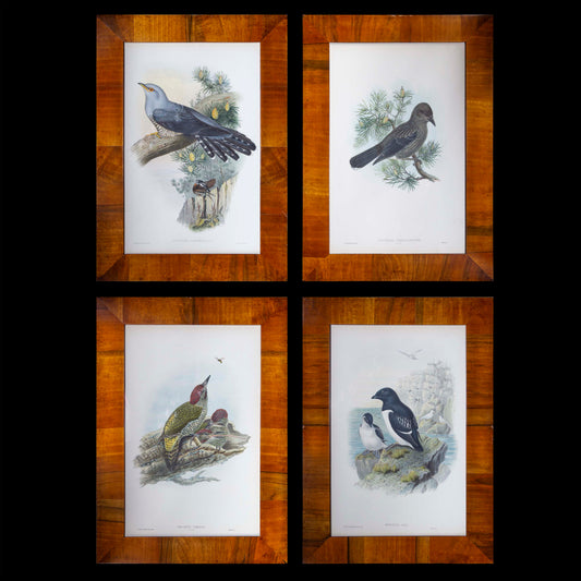 Four 19th Century Ornithological Prints