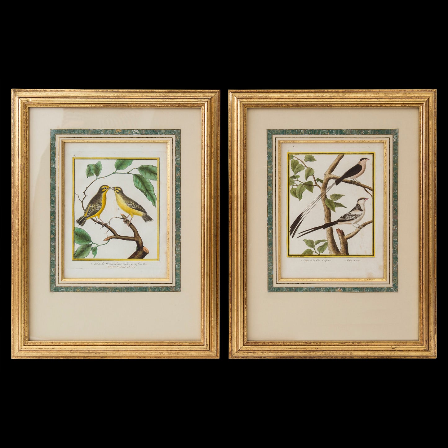 Pair of Engravings of Birds by François Nicolas Martinet